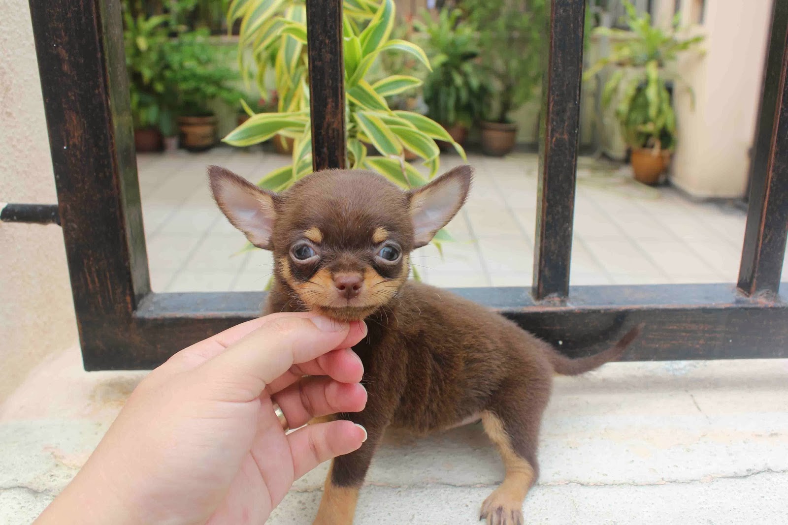 chocolate and tan chihuahua