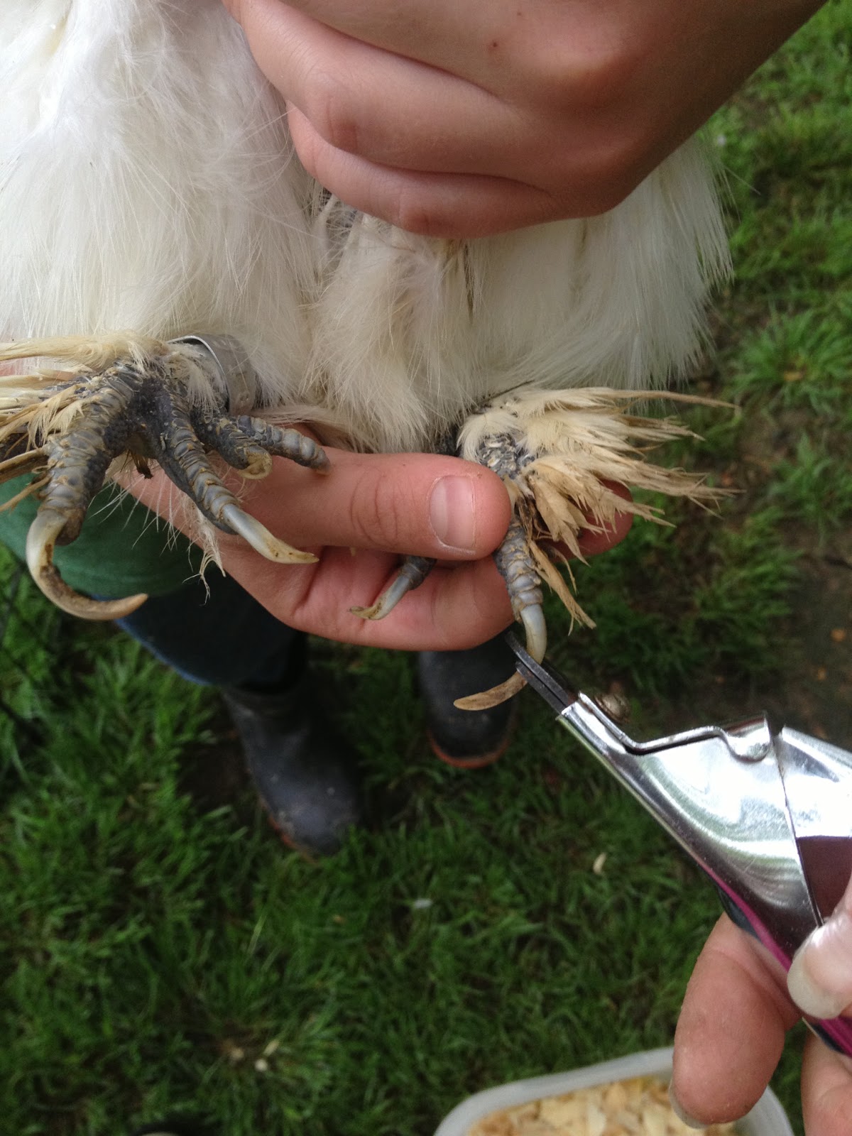 Murano Chicken Farm Clipping chicken nails