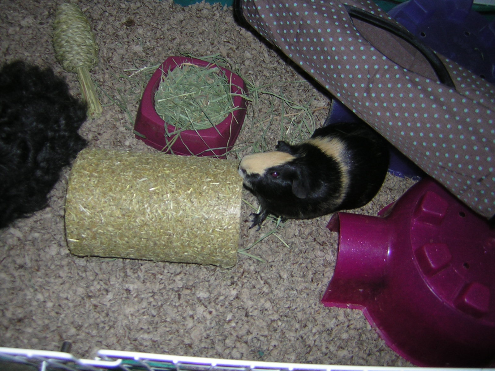 Cavy Savvy A Guinea Pig Blog Product Review FM Brown's Herbs n' Hay