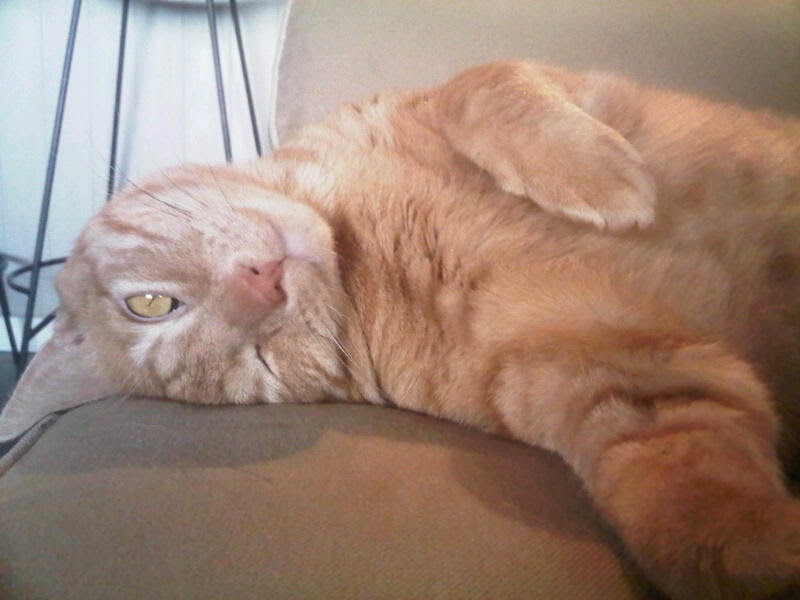 Cats Fart Videos Cats Fart Videos