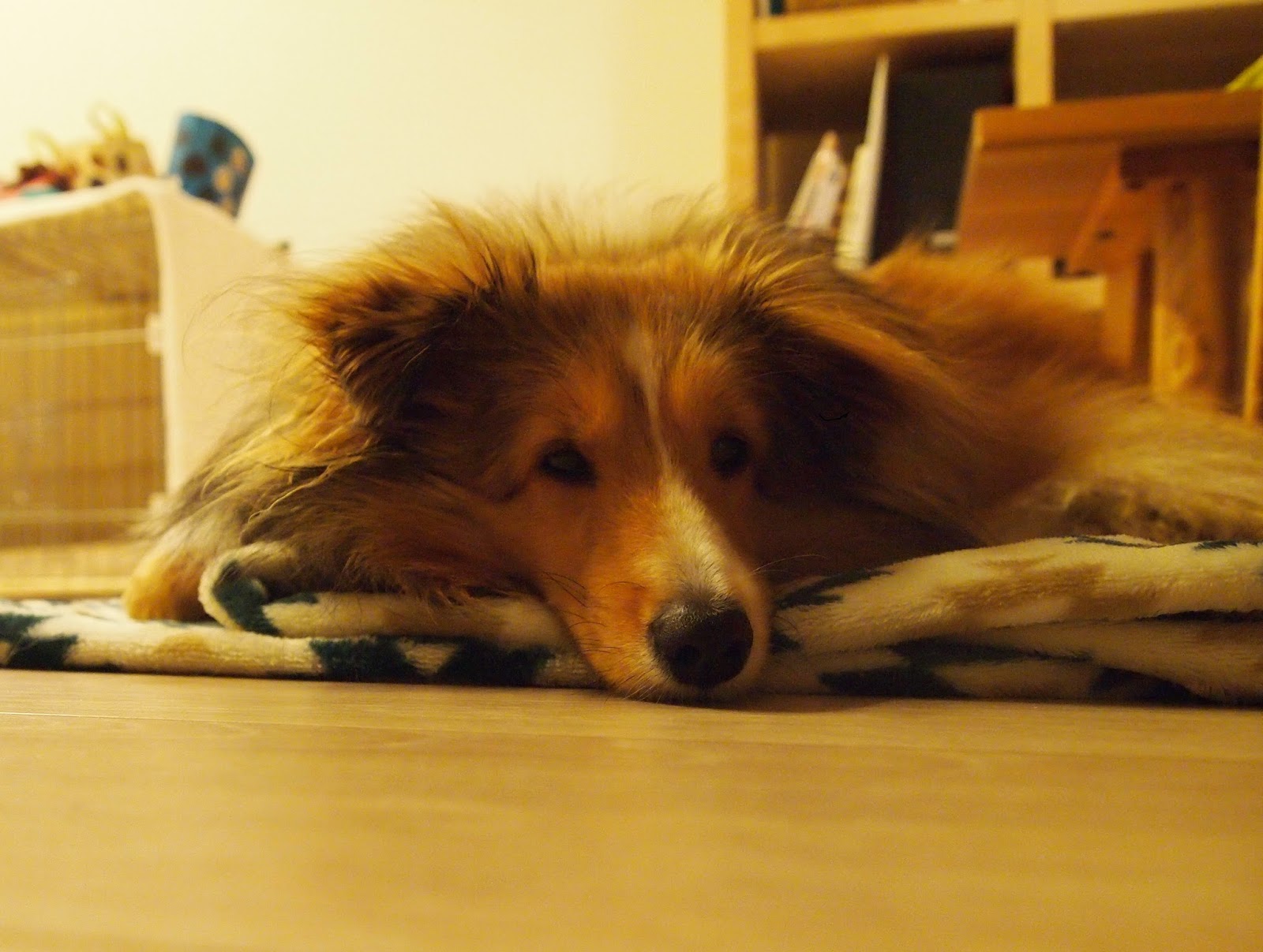 犬と池をめぐる生活 犬 まんじゅうから象さん