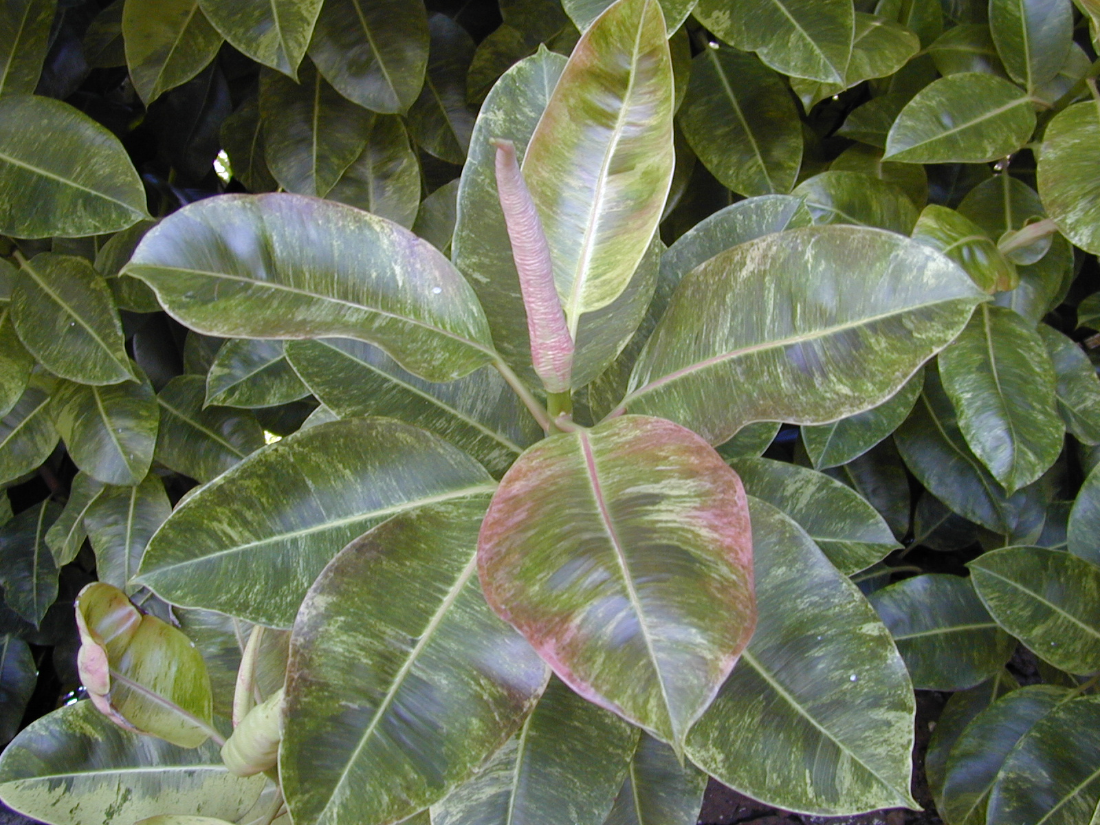 Photos Ficus Decora Vari Ef Bf Bdgata Photos Ficus Decora Vari Ef Bf Bdgata