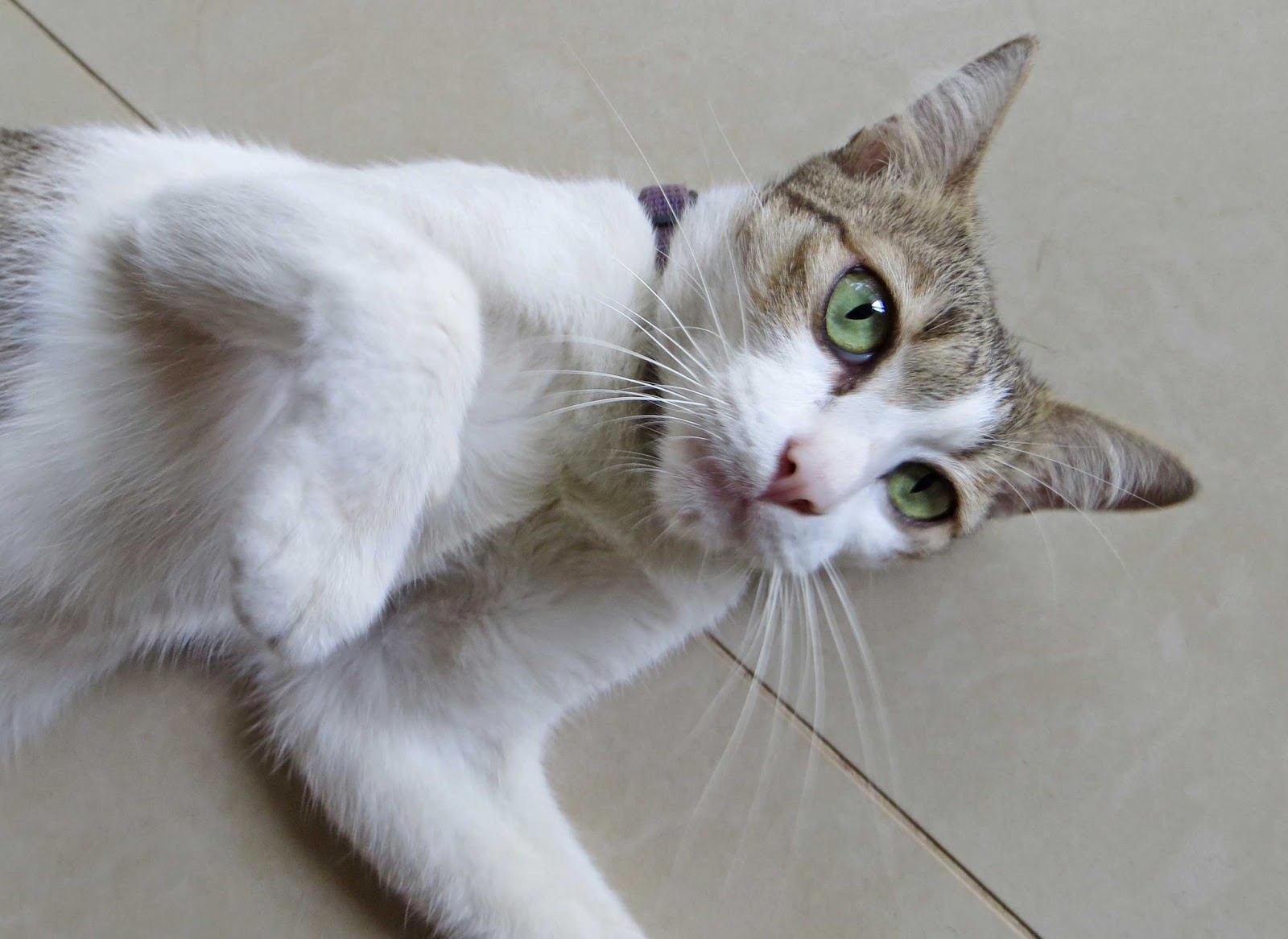 sconzani Cambodia's Cats