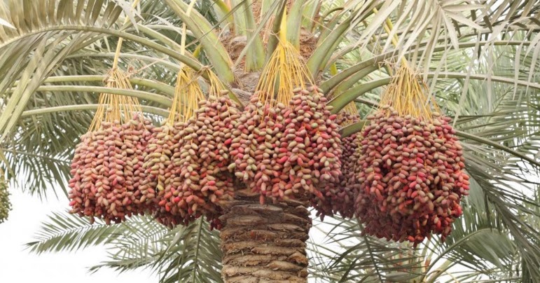 DATES (Khajur) : Treat backache and pain in the buttocks. Useful in