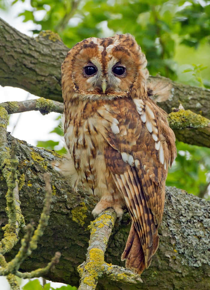 owls about that then! Local Owls and Scotland.....