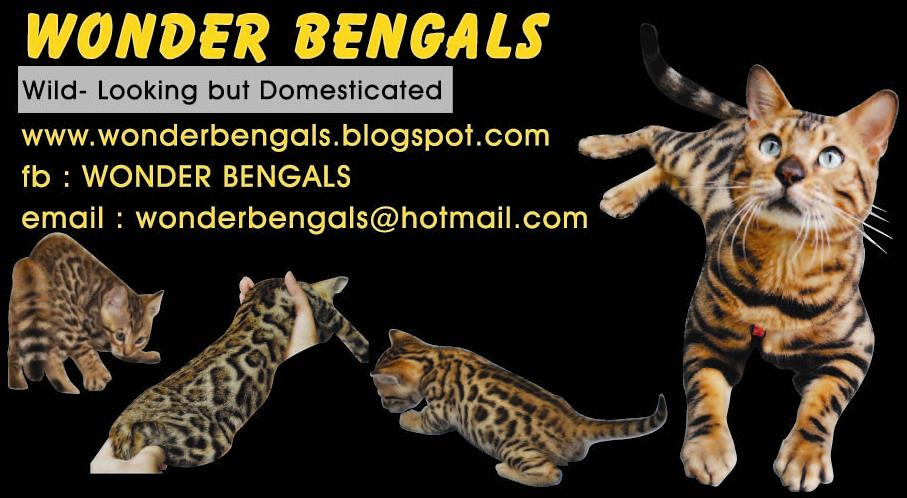 WONDER BENGAL CATTERY (TICA regs.)