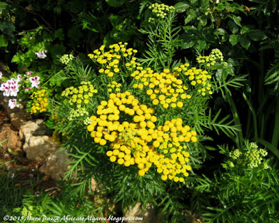 yellow yarrow