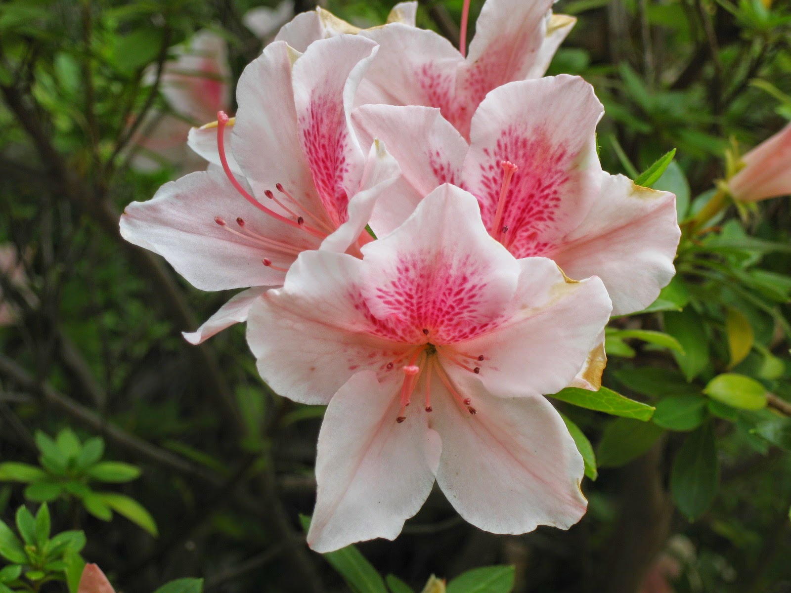 TwoHanded Stitcher Friday Flowers Azaleas