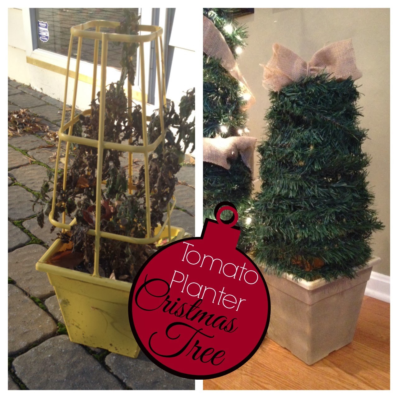 Two It Yourself 2 DIY Small Potted Christmas Trees from Patio Tomato