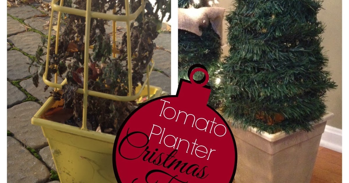 Two It Yourself 2 DIY Small Potted Christmas Trees from Patio Tomato