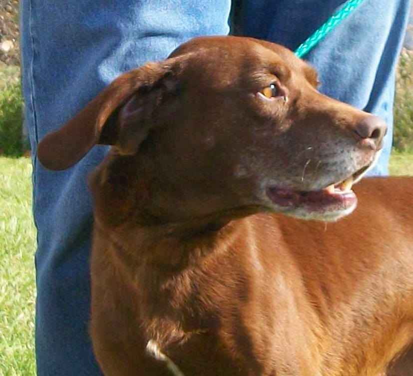 dogs 40 pounds mongrel mixed breed dogs mutt or mutts models picture dogs 40 pounds mongrel mixed breed dogs mutt or mutts models picture
