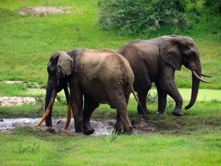 isilo elephant isilo elephant