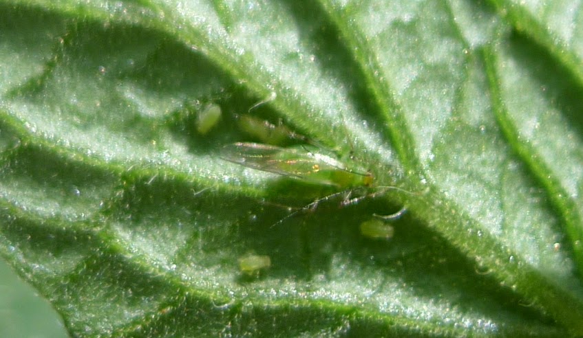 Aphid adult and young, organic pest control
