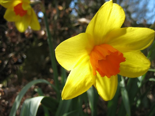 orange and yellow daffodils orange and yellow daffodils