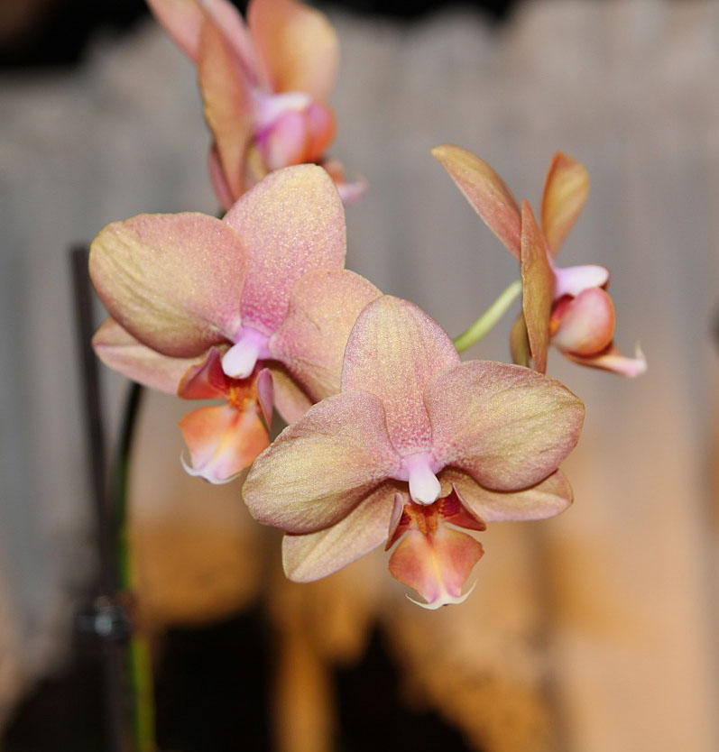 Bloomingwriter Gardening in Nova Scotia The gardener indoors