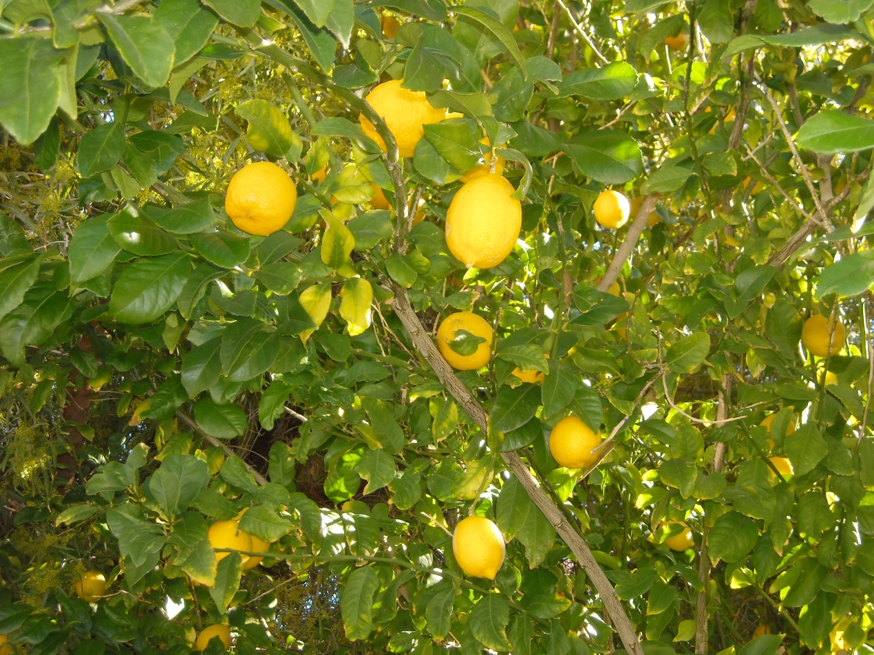 new year citrus tree lemon tree for new year 28 images how to grow a lemon new year citrus tree lemon tree for new year 28 images how to grow a lemon
