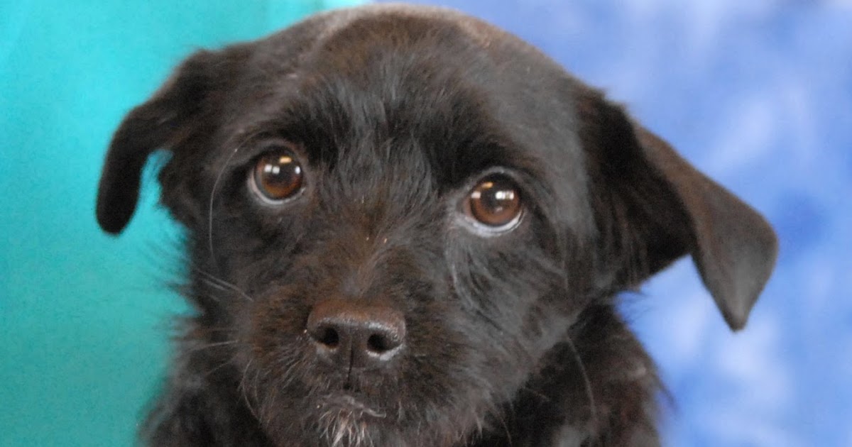 Nevada SPCA Animal Rescue The Poetry Puppies debut for adoption today.