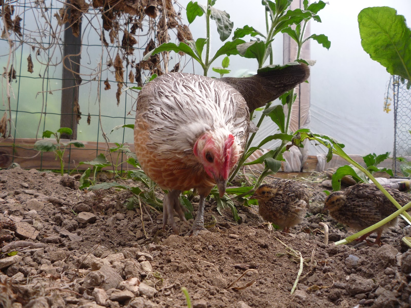 Hen teaches quail chicks to forage and how we free-range them. Hatching