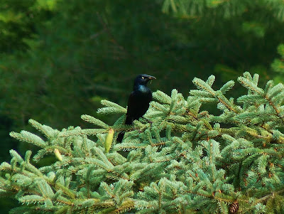  A Grackle enjoying a bug snack