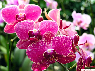 Hình ảnh hoa phong lan đẹp tuyệt, đẹp nhất - Công ty nội thất