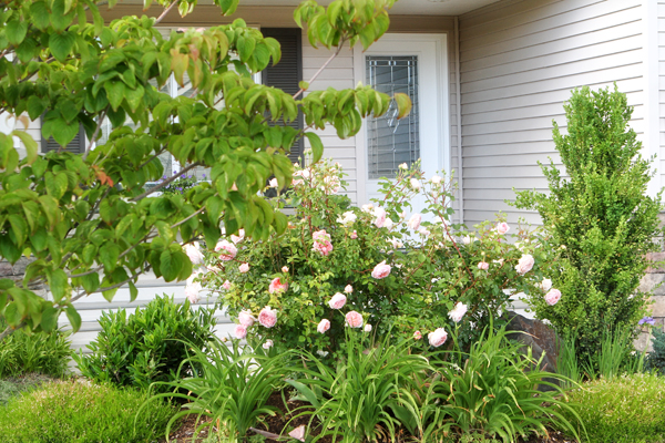 From The Garden Of Zen Hakuunboku Styrax Obassia Flowers Engaku Ji