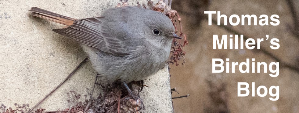 Thomas Miller's Birding Blog