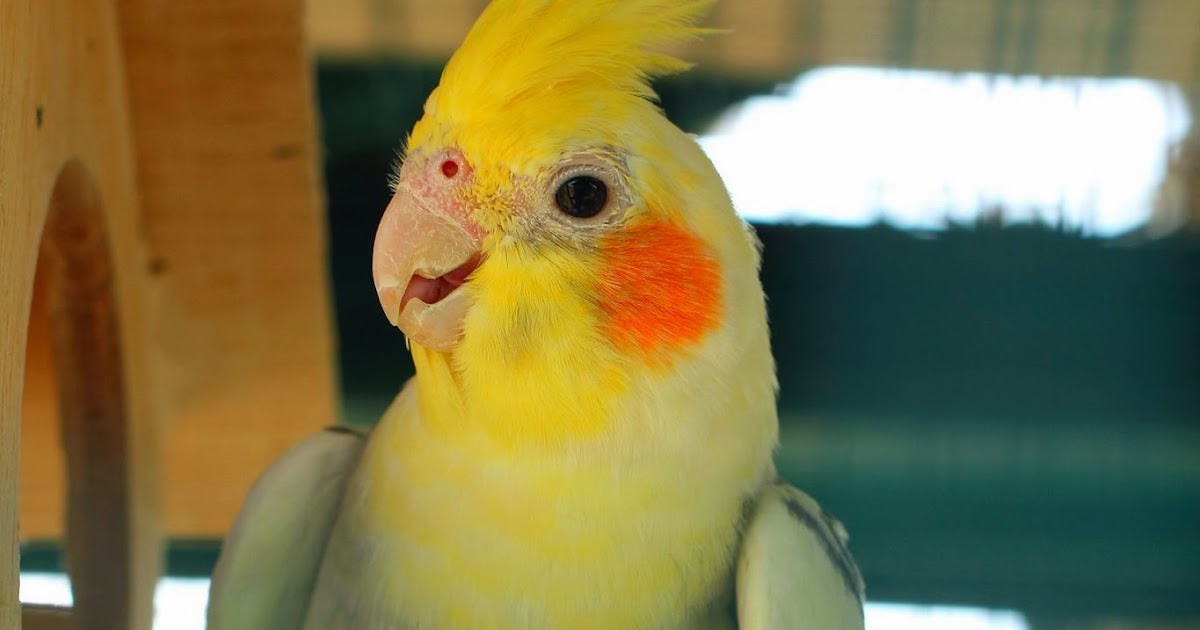 Healing Oils For Animals Essential Oils and Birds