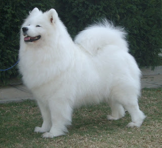samoyed dog weight