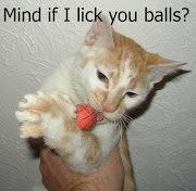 Funny Pictures With Captions funny cat pictures with captions 