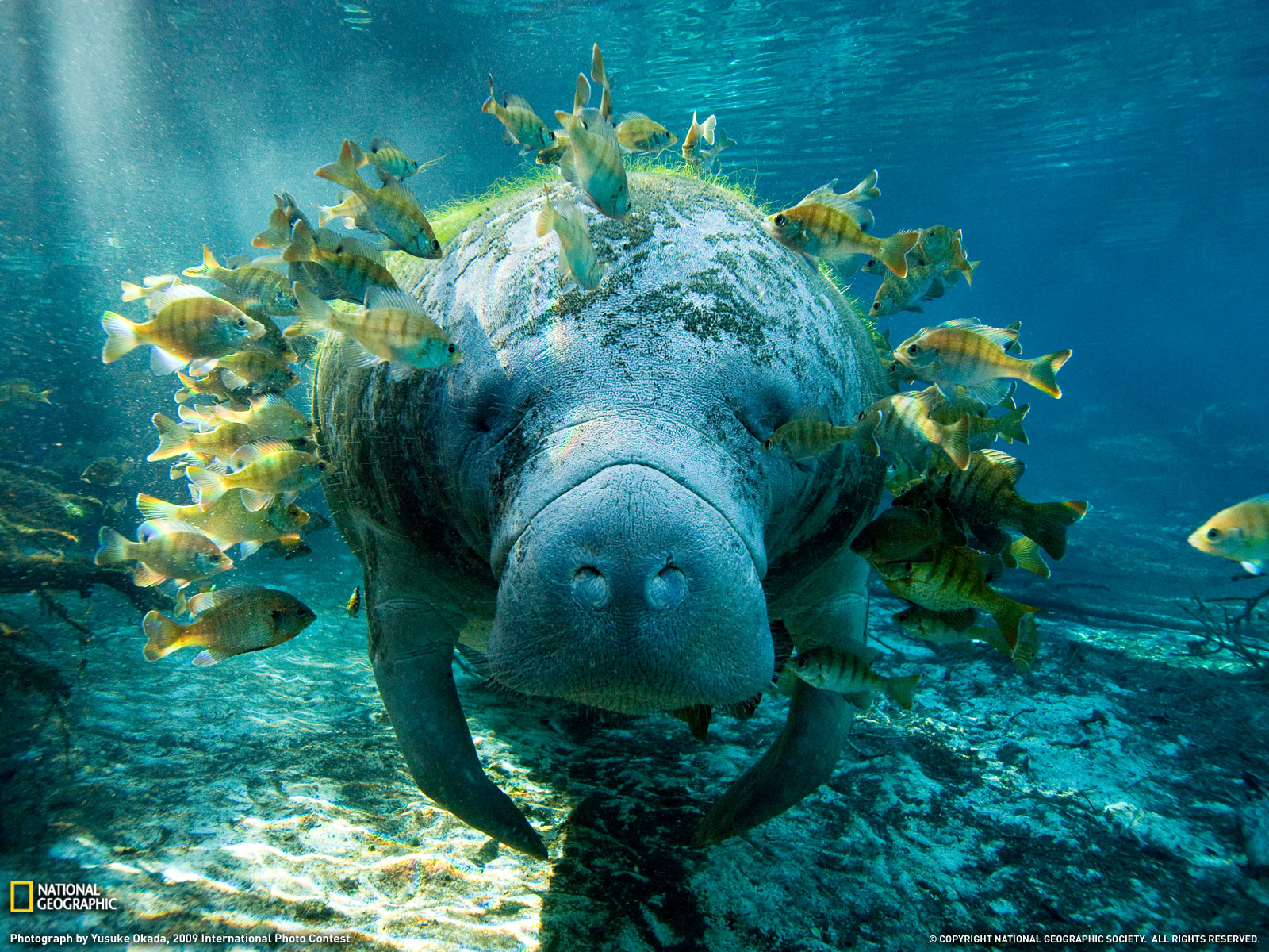 100 Most Famous National Geographic HD Wallpaper -Part 2 | Free Wallpapers