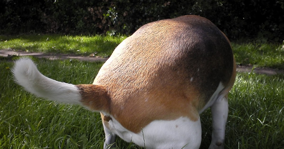 Pooping Animal House