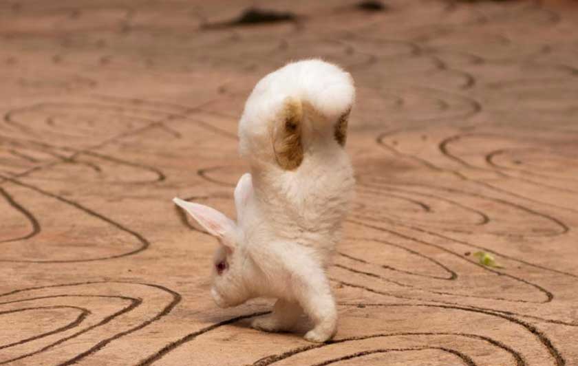 Массажер-кролик с постукиванием Evolved Double Tap, фиолетовый EN-RS-8317-2 - Evolved - Вибраторы-кролики - Купить