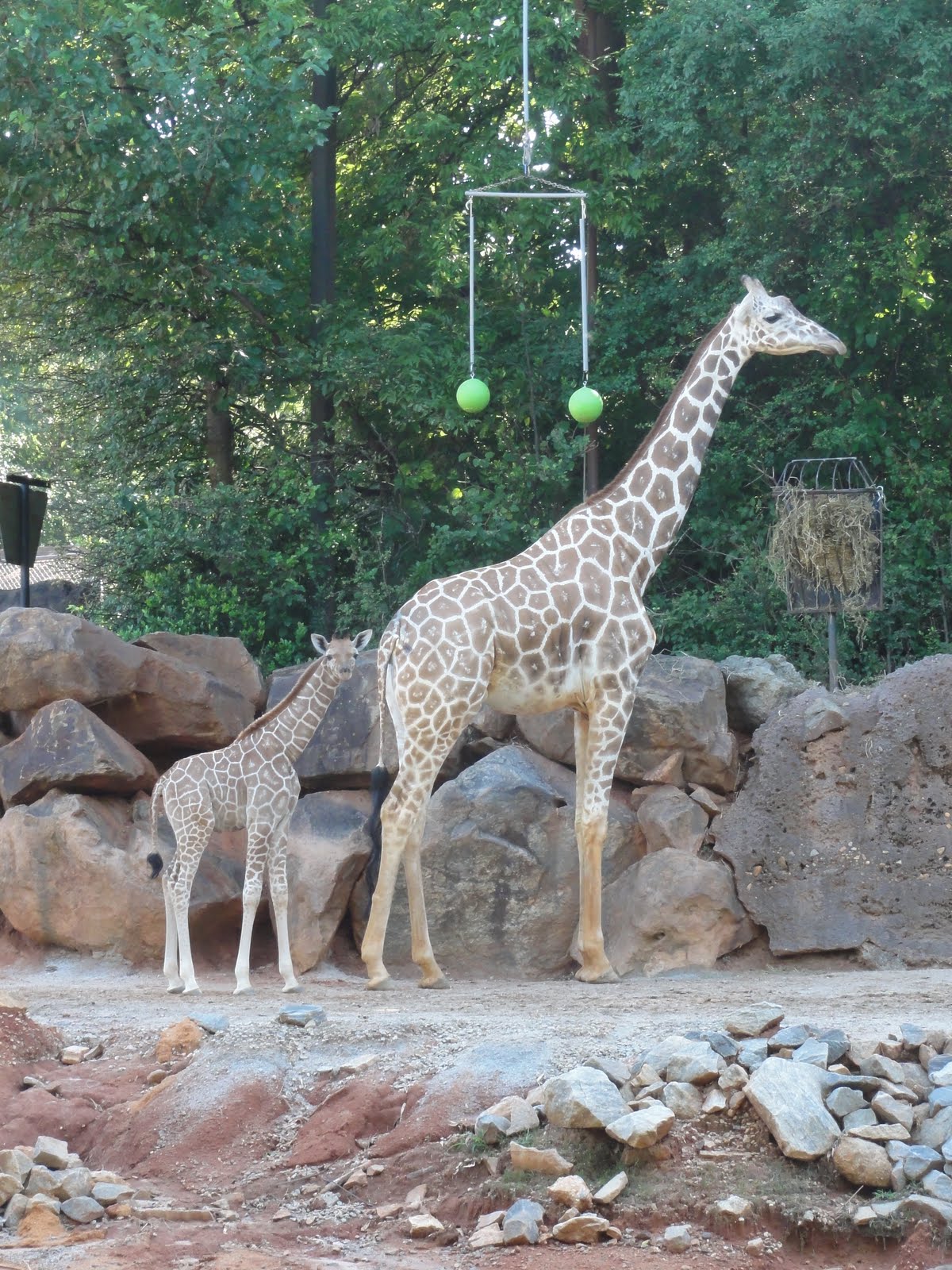 Daniel's Safari Zoo Atlanta Atlanta,