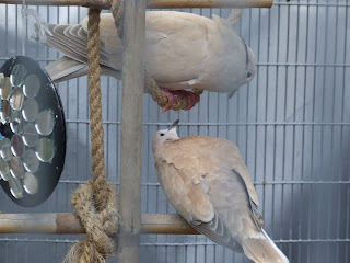 The Rescue Report Ringneck Doves As Pets Guest Post By Cathy Kendall