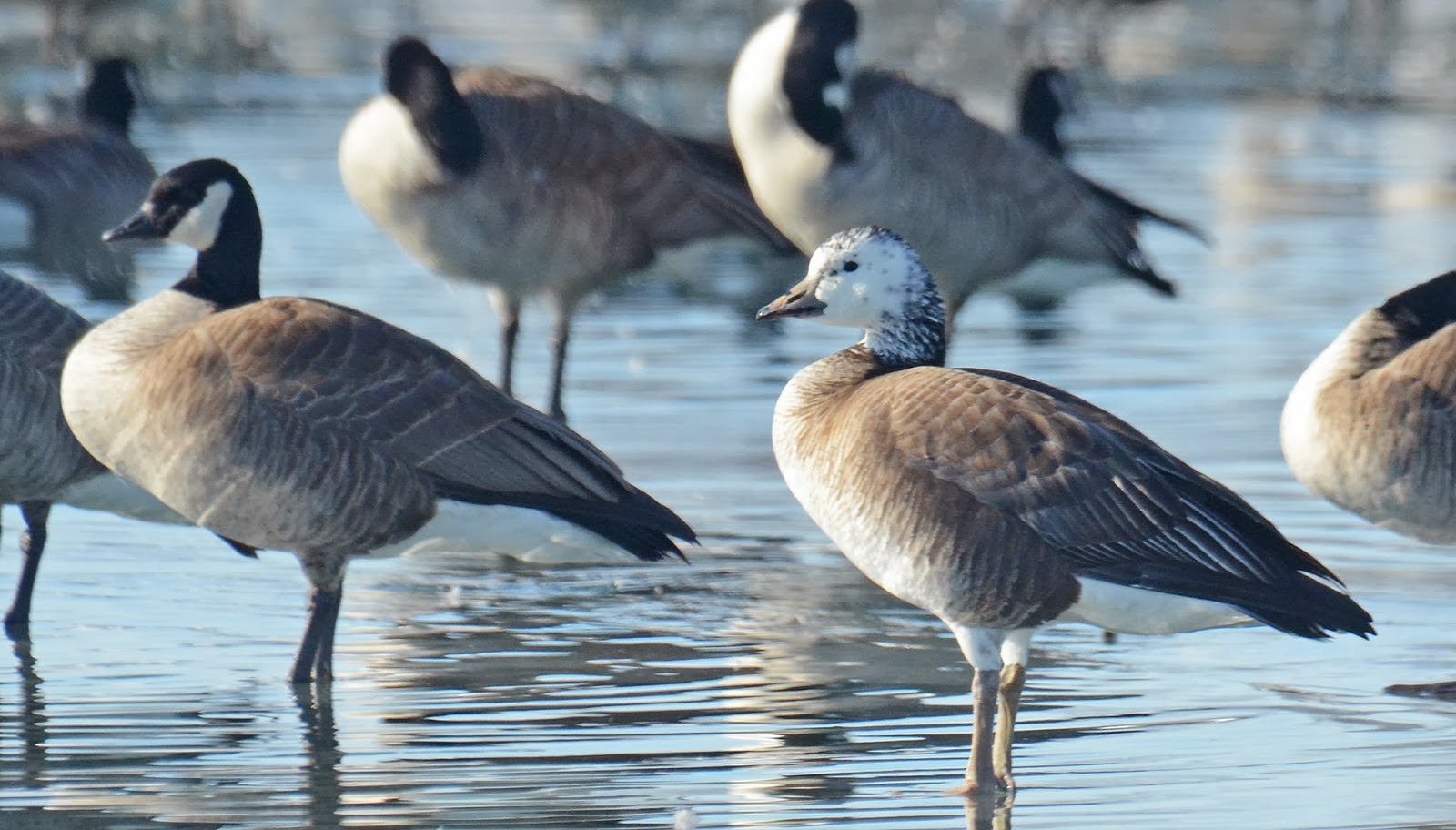 Bird Hybrids Snow Goose x Cackling Goose