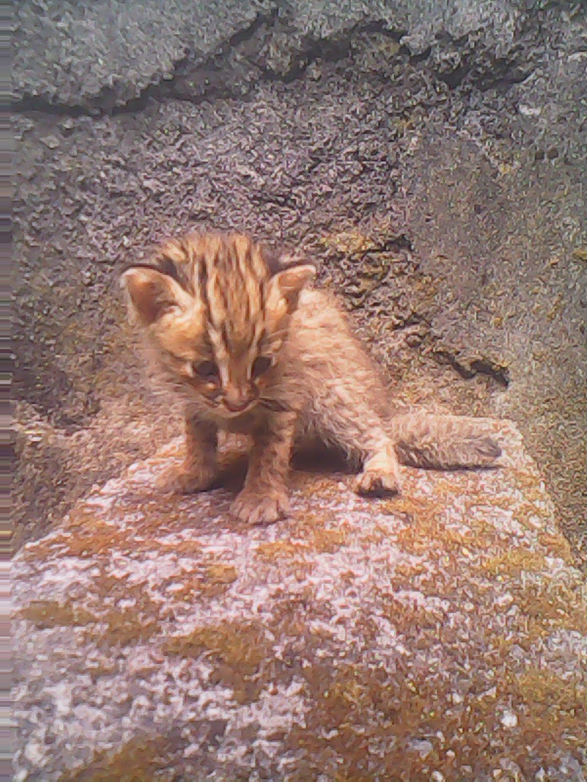Kumpulan Kucing Hutan Dalam Bahasa Inggris Comel