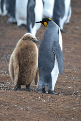 King penguin chick