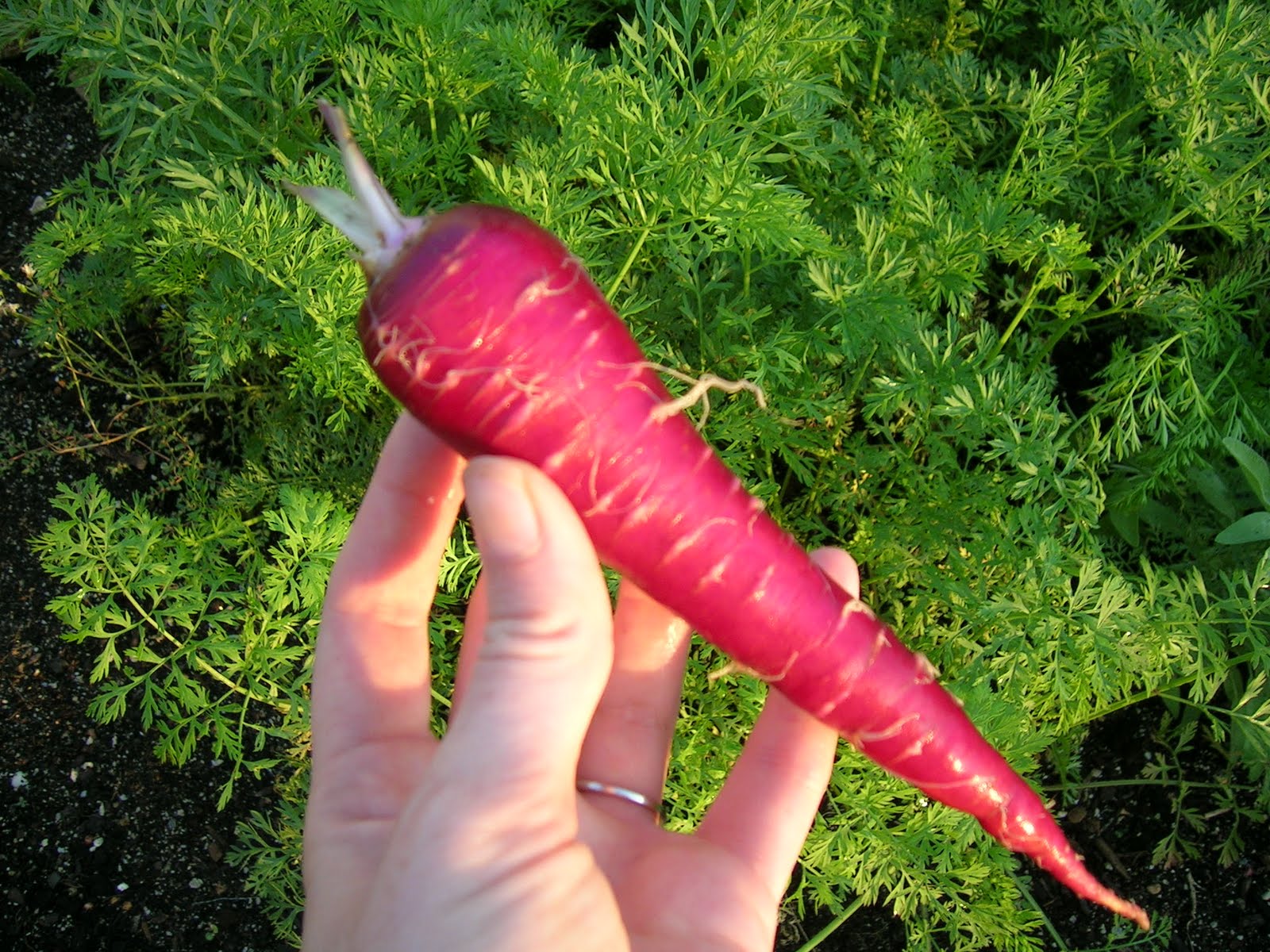 Atomic Red Carrots