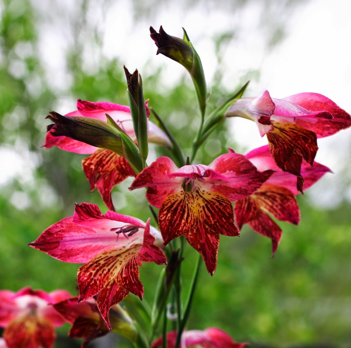 Growing Cool Plants Gladiolus Hybrids