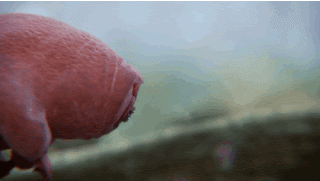 Tardigrade Tardigrade