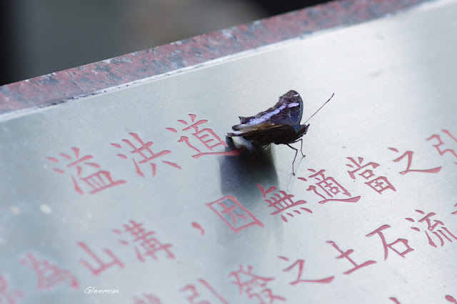 雞南山散步，琉璃蛺蝶