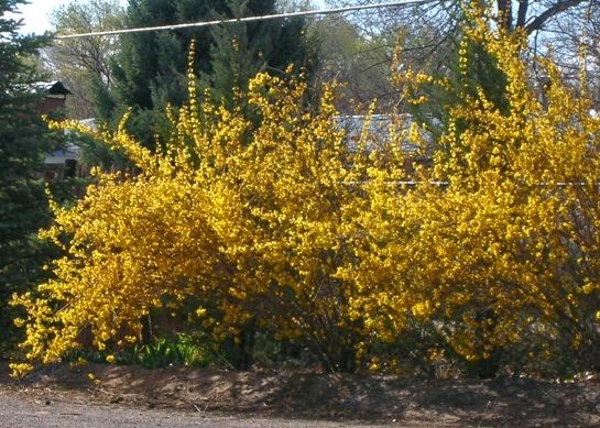 An Entire Wall Of Yellow Flowering Forsythia In Hedge Form