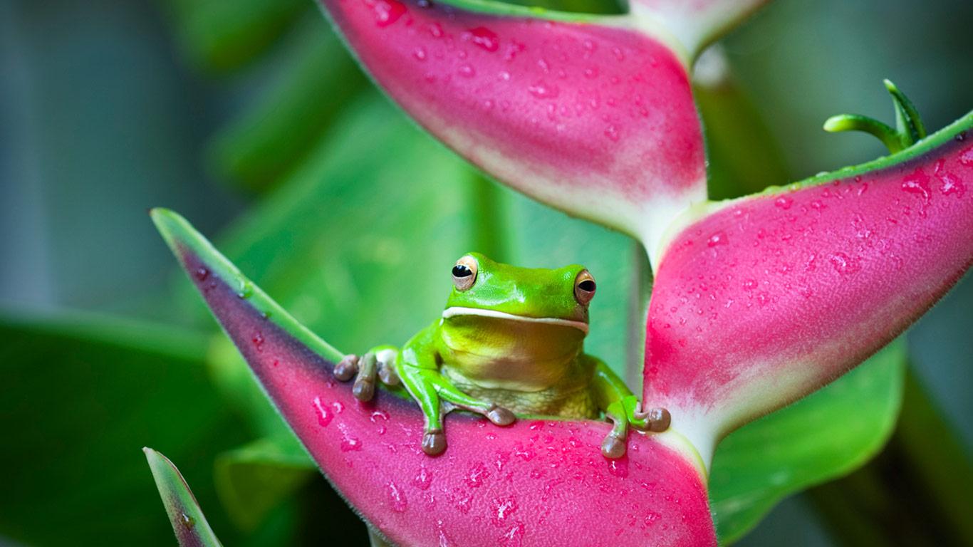 http://2.bp.blogspot.com/-R6B2qdltRoc/UQ4dSeJKNXI/AAAAAAAAFEM/6UMu8ejnJRI/s1600/White-lipped%20tree%20frog%20(Litoria%20infrafrenata)%20on%20a%20heliconia%20flower%20in%20Cairns,%20Queensland,%20Australia%2020130203.jpg