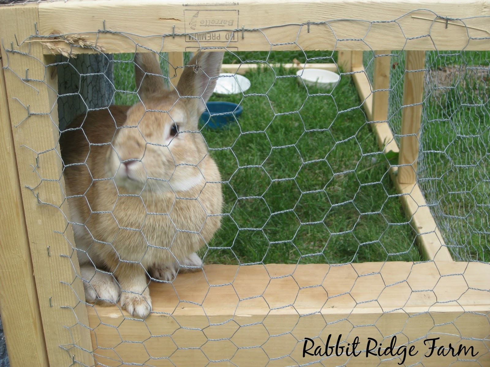 Keeping Rabbits as Pets