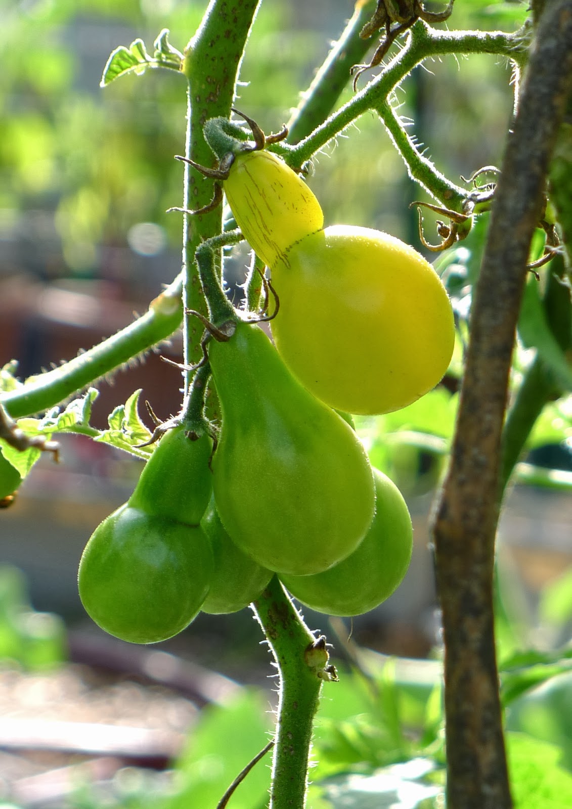 Less Noise, More Green Determinate or Indeterminate Tomatoes? That is