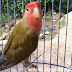 Tips Sukses Menangkarkan Burung Lovebird di Lahan Terbatas