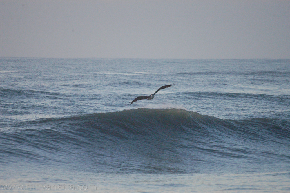 Pelican on the Wave