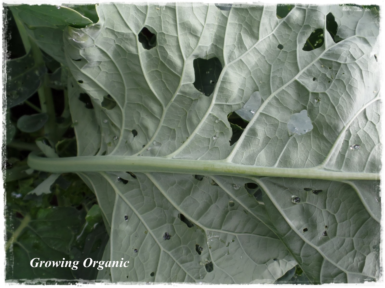 Growing Organic Broccoli and Cauliflower A Royal Treat