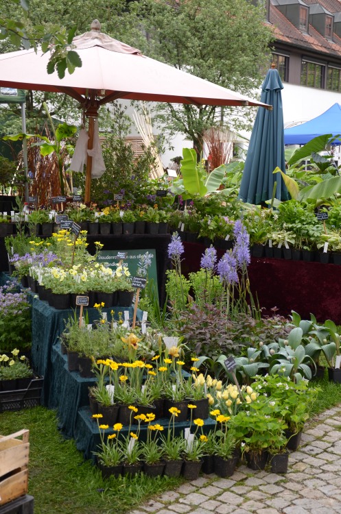 Storchschnabel Und Andere Stauden Page 1 Chan 31479082 Rssing Com