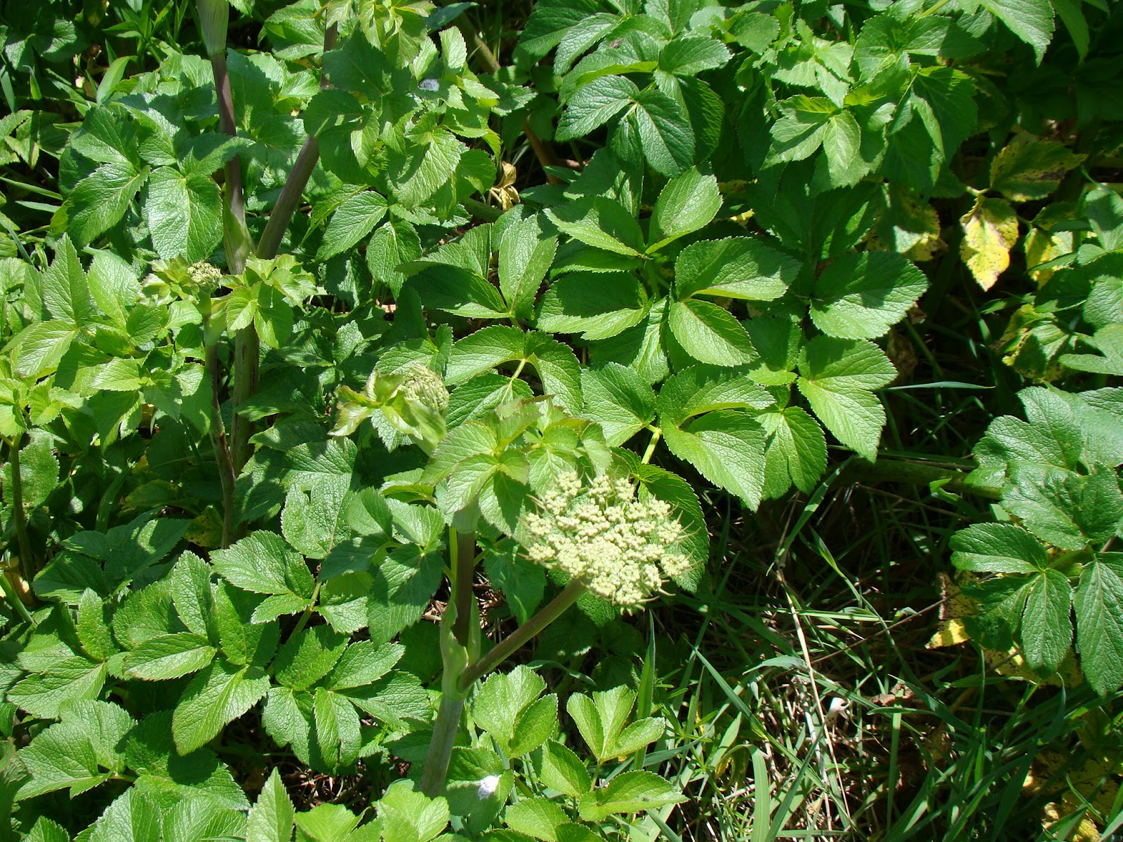 Leaves of Plants Angelica